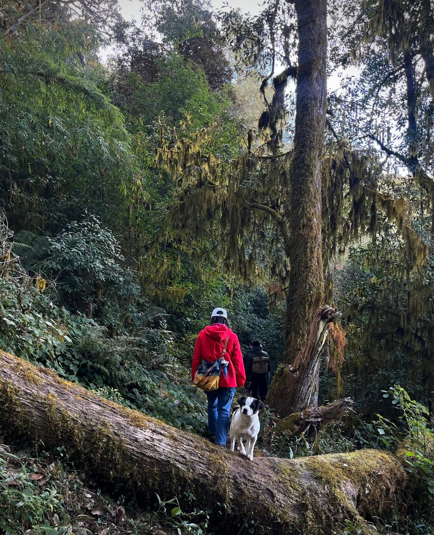 Cresta delle nuvole｜Escursione nel bosco primitivo di Dali