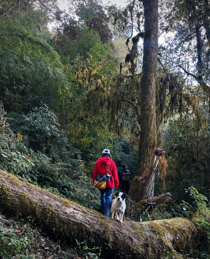 Cresta delle nuvole｜Escursione nel bosco primitivo di Dali