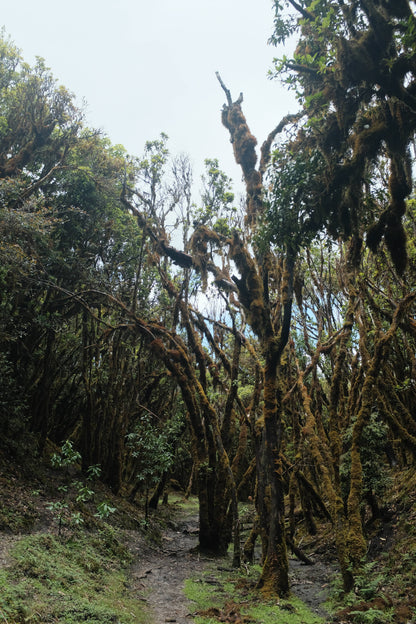 寒寒的哀牢山森林徒步（2天旅行）