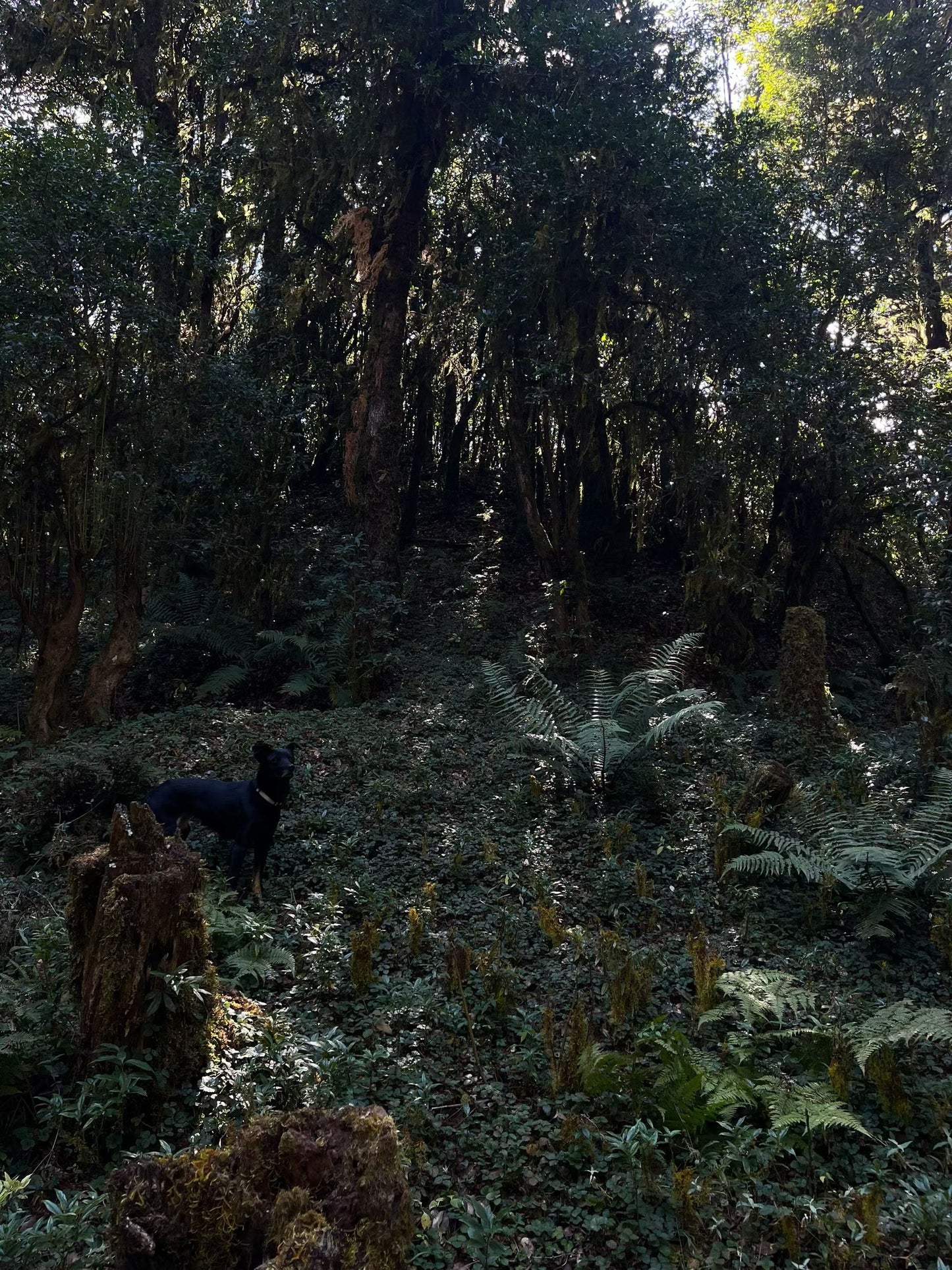 Cresta delle nuvole｜Escursione nel bosco primitivo di Dali