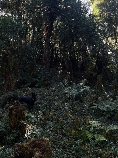 Cresta delle nuvole｜Escursione nel bosco primitivo di Dali