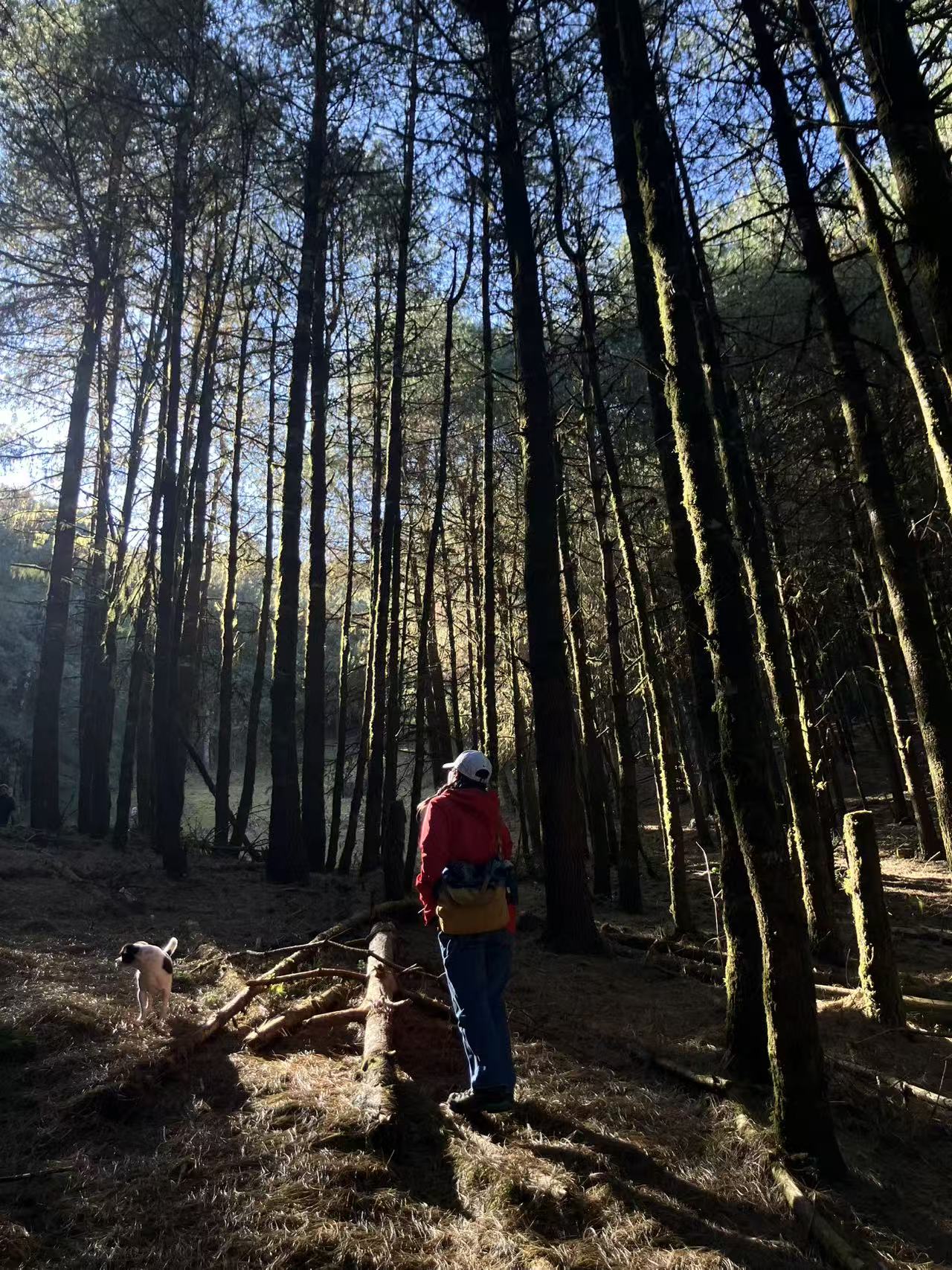 Cresta delle nuvole｜Escursione nel bosco primitivo di Dali