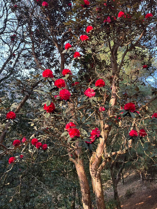燕子的木莲花之旅