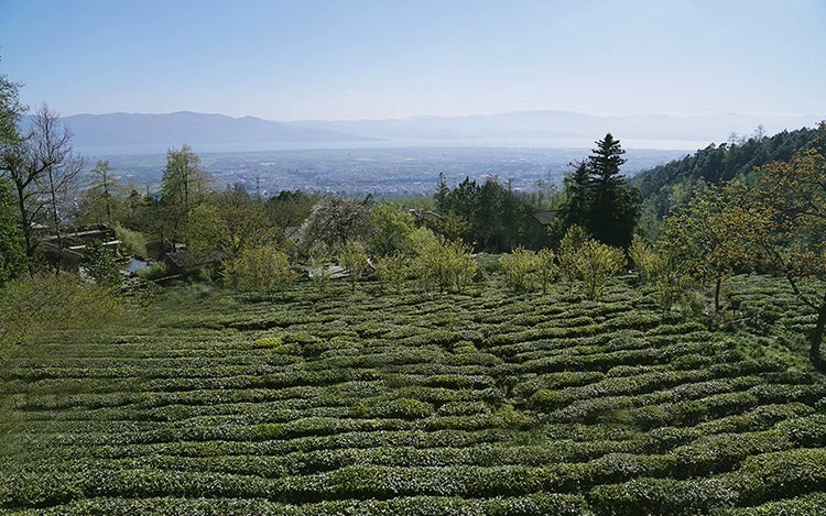 「莫催茶室」的明前绿茶 和 滇红茶