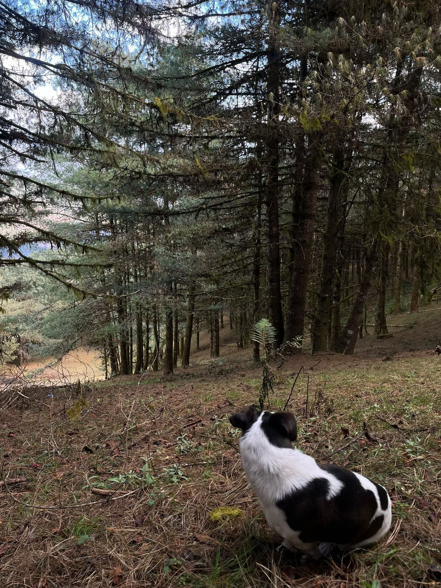 Cresta delle nuvole｜Escursione nel bosco primitivo di Dali