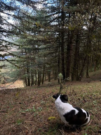 Cresta delle nuvole｜Escursione nel bosco primitivo di Dali