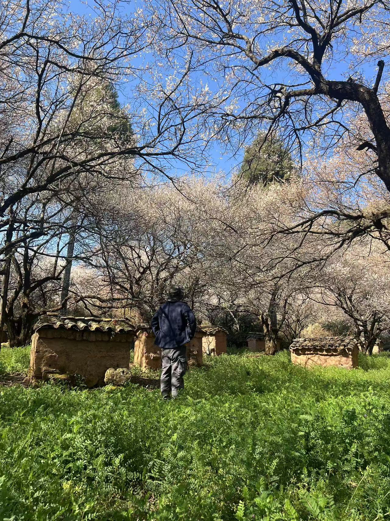 （1月末～2月中旬）山の中の梅林を歩き、農家で土産の蜂蜜を採集する。 