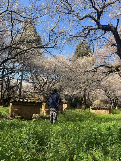 （1月末～2月中旬）山の中の梅林を歩き、農家で土産の蜂蜜を採集する。 