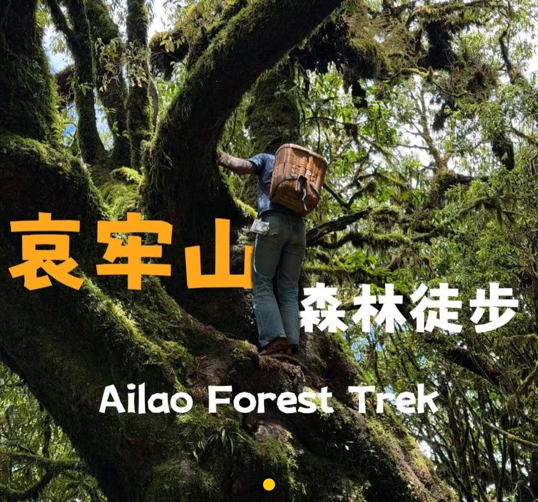 寒寒的哀牢山森林徒步（2天旅行）