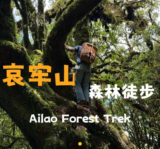 寒寒的哀牢山森林徒步（2天旅行）