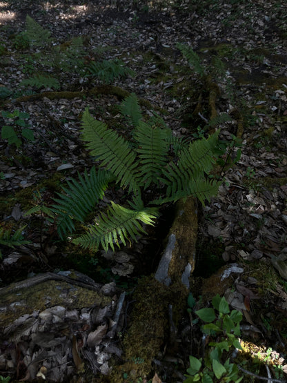 Cresta delle nuvole｜Escursione nel bosco primitivo di Dali
