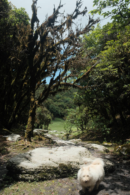 寒寒的哀牢山森林徒步（2天旅行）