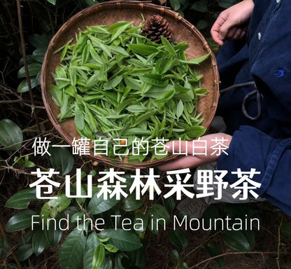 （3-6月）苍山采野生茶 制作自己的白茶
