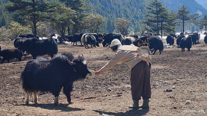 深入香格里拉牧区 2天的旅行