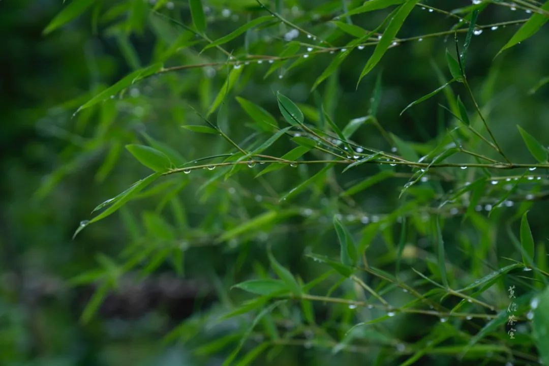 「莫催茶室」的明前绿茶 和 滇红茶