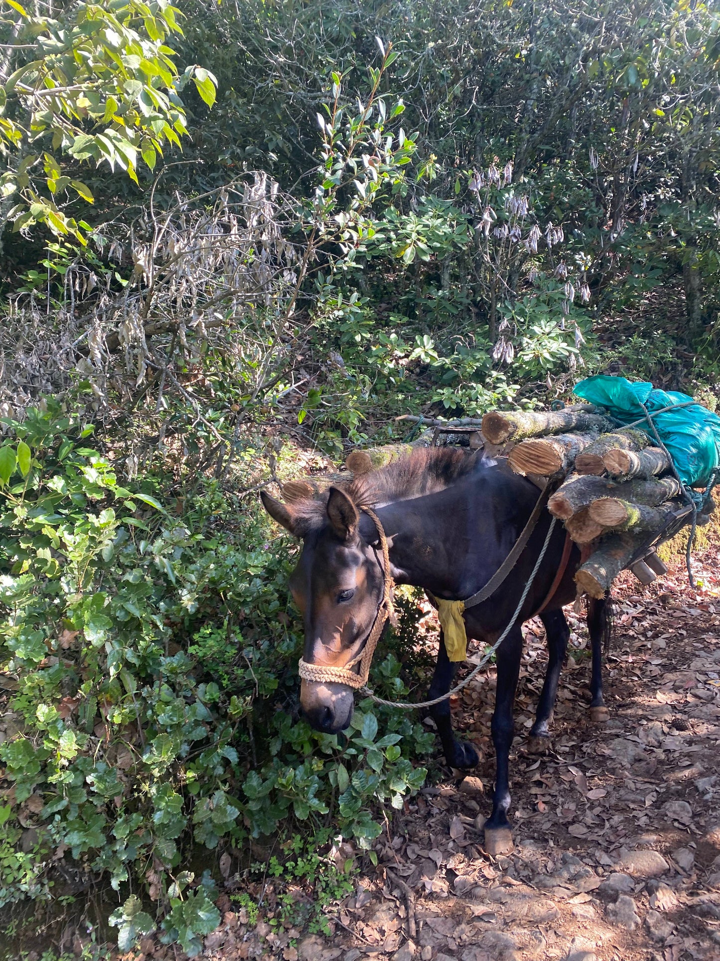 木香坪｜高山草甸轻徒步