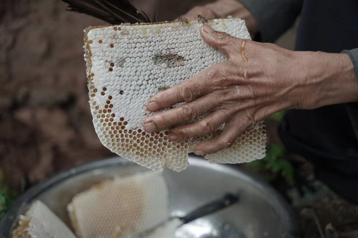 松鹤村毛哥家 「梅树林里的土蜂蜜」 500克