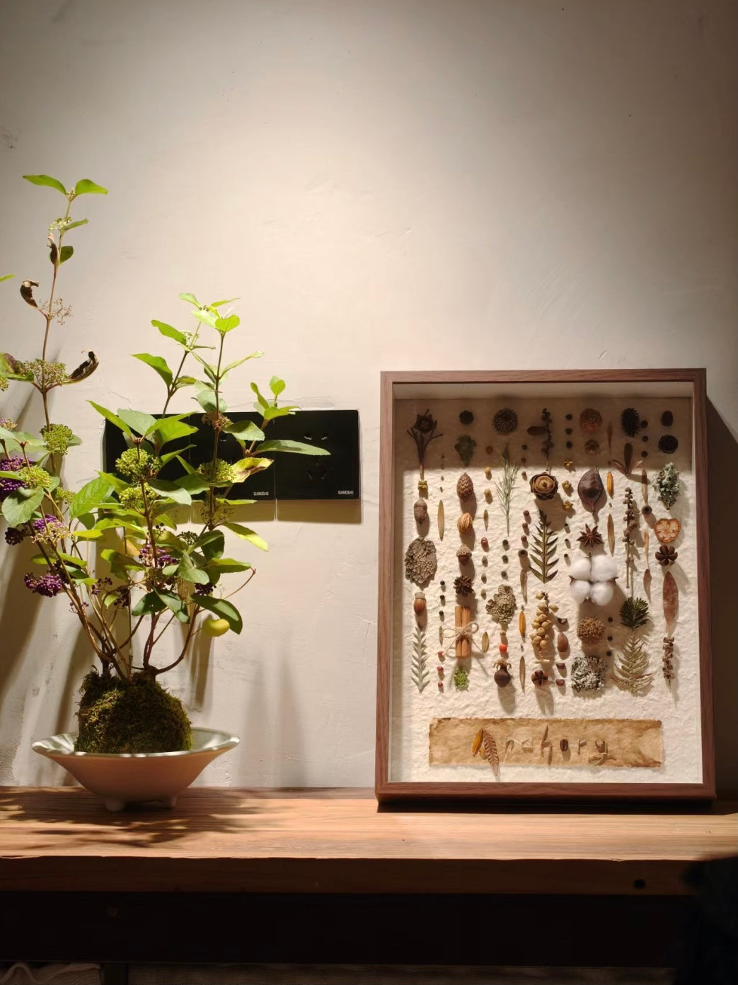 阿瓜 | 秩序感植物装饰画