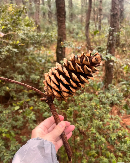 徒步蕨类森林