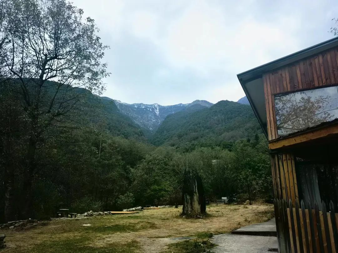 「莫催茶室」的明前绿茶 和 滇红茶