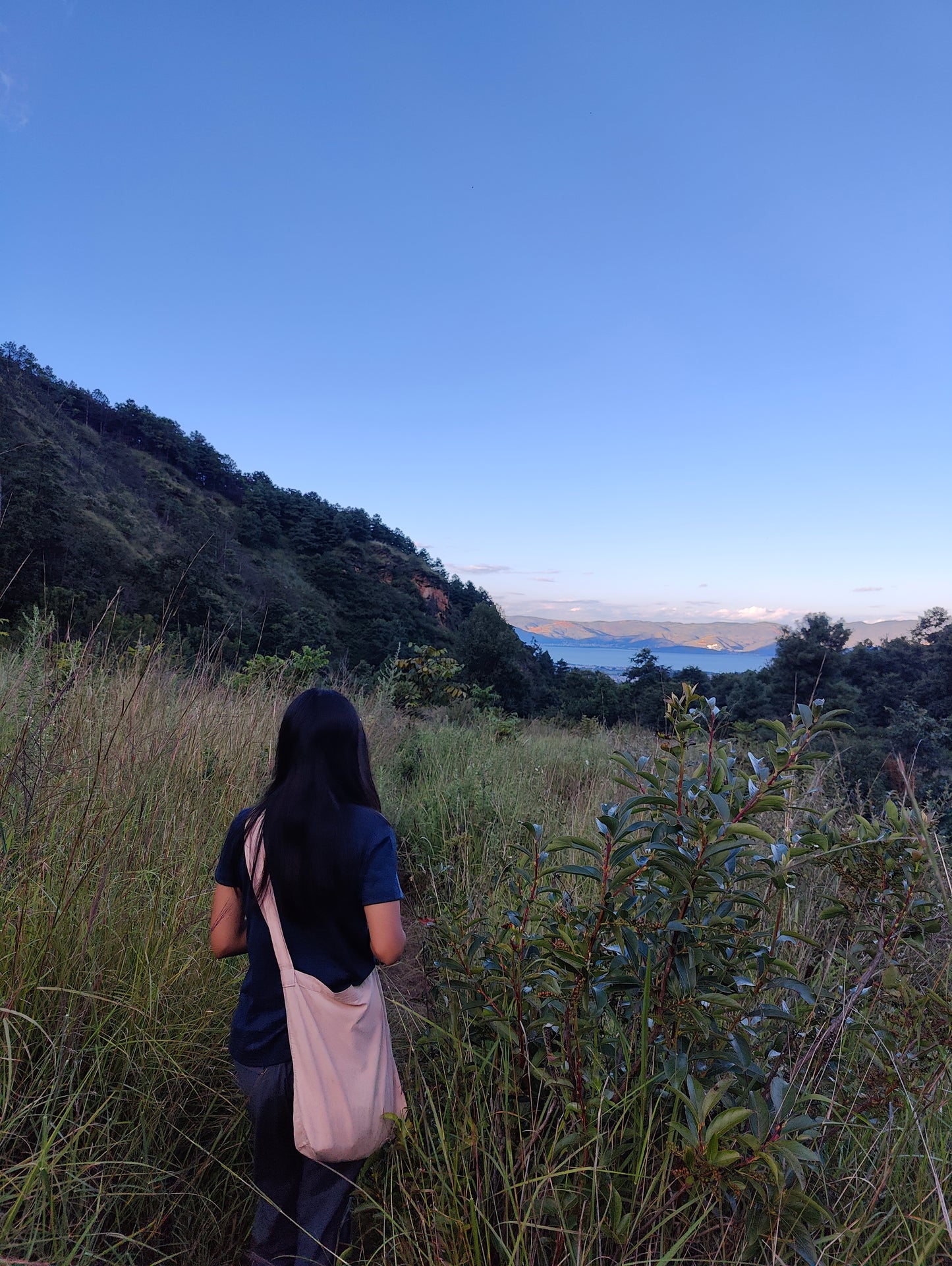 杂草景