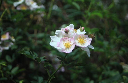 在苍山脚下「做青团」