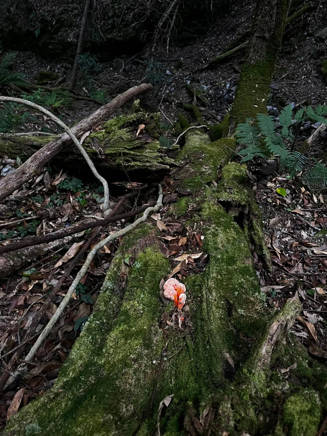 Videomaterial-Clip