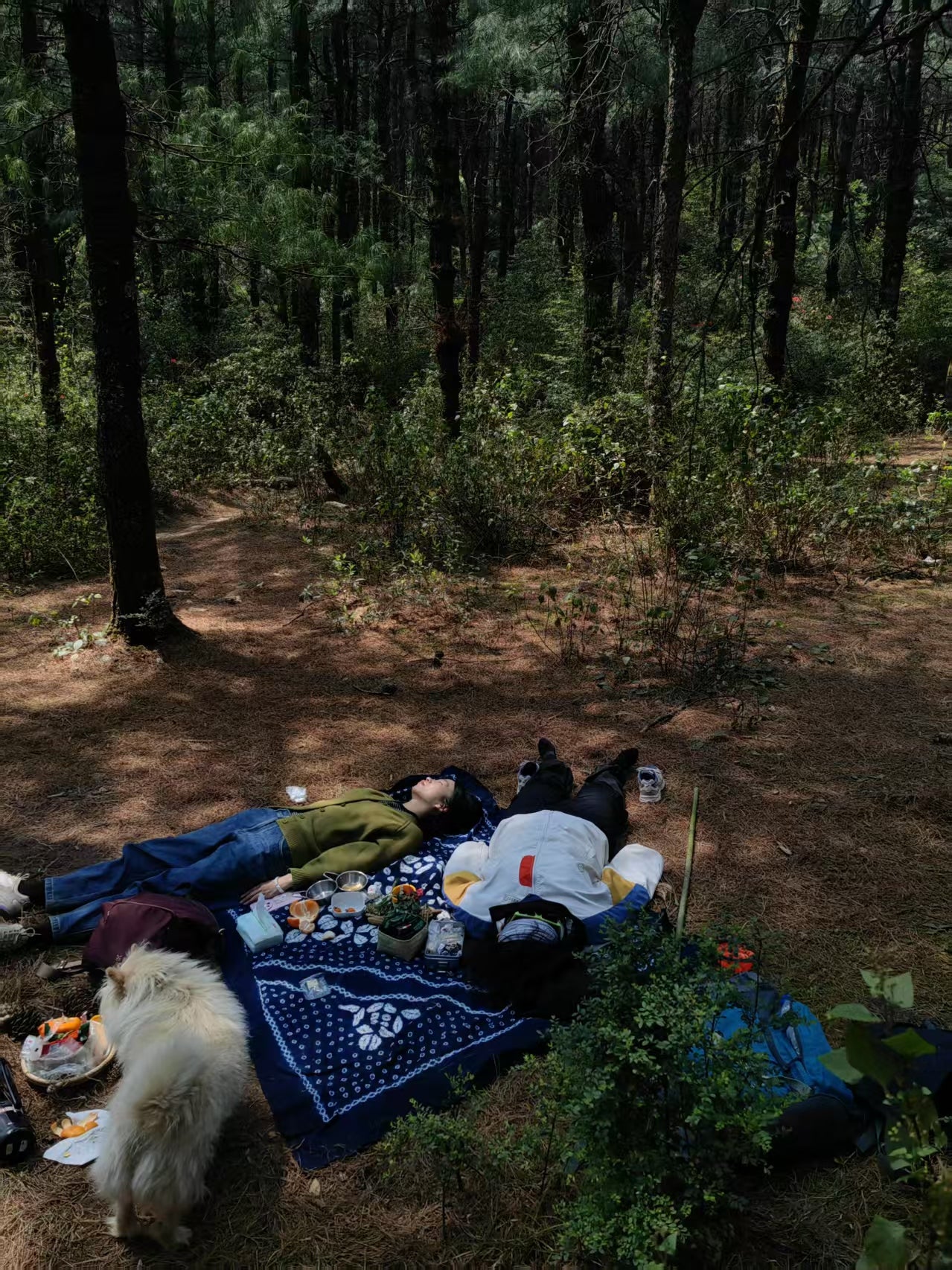 徒步蕨类森林