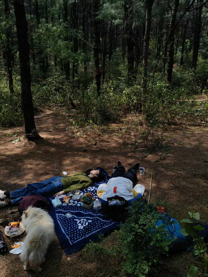 徒步蕨类森林