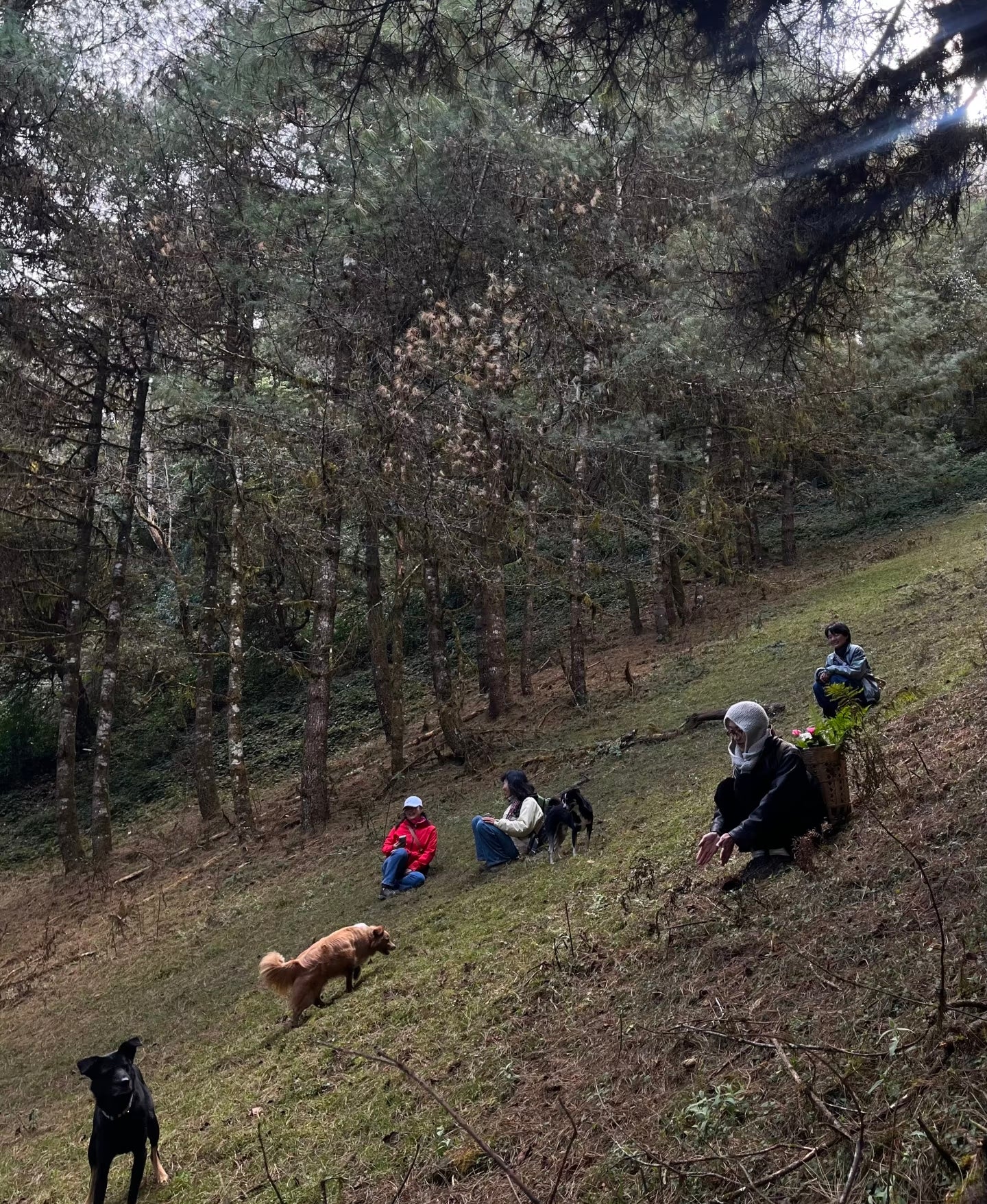 Cresta delle nuvole｜Escursione nel bosco primitivo di Dali