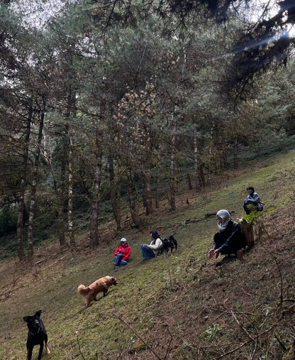 Cresta delle nuvole｜Escursione nel bosco primitivo di Dali