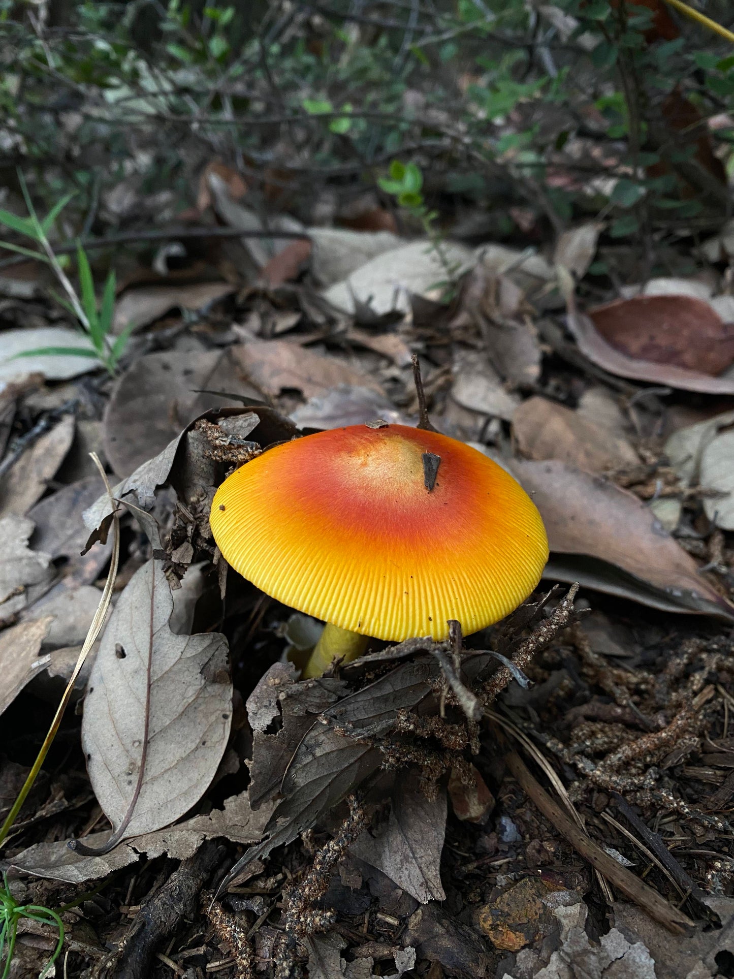 木香坪｜高山草甸轻徒步