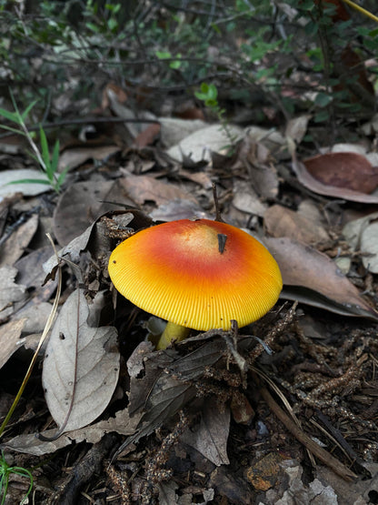 木香坪｜高山草甸轻徒步