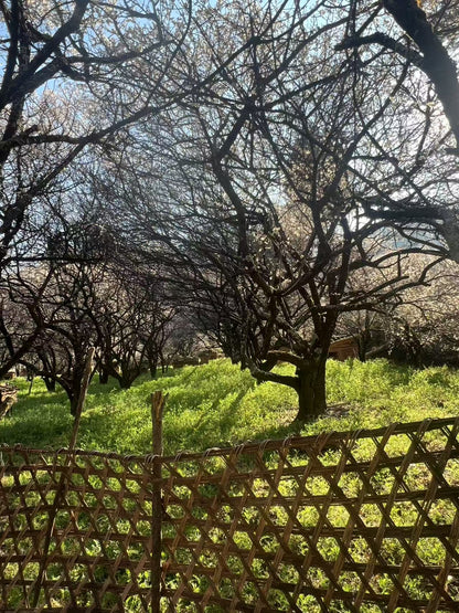 （1月末～2月中旬）山の中の梅林を歩き、農家で土産の蜂蜜を採集する。 