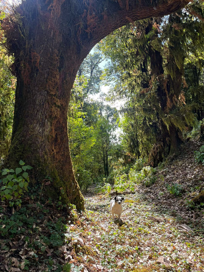 Cresta delle nuvole｜Escursione nel bosco primitivo di Dali