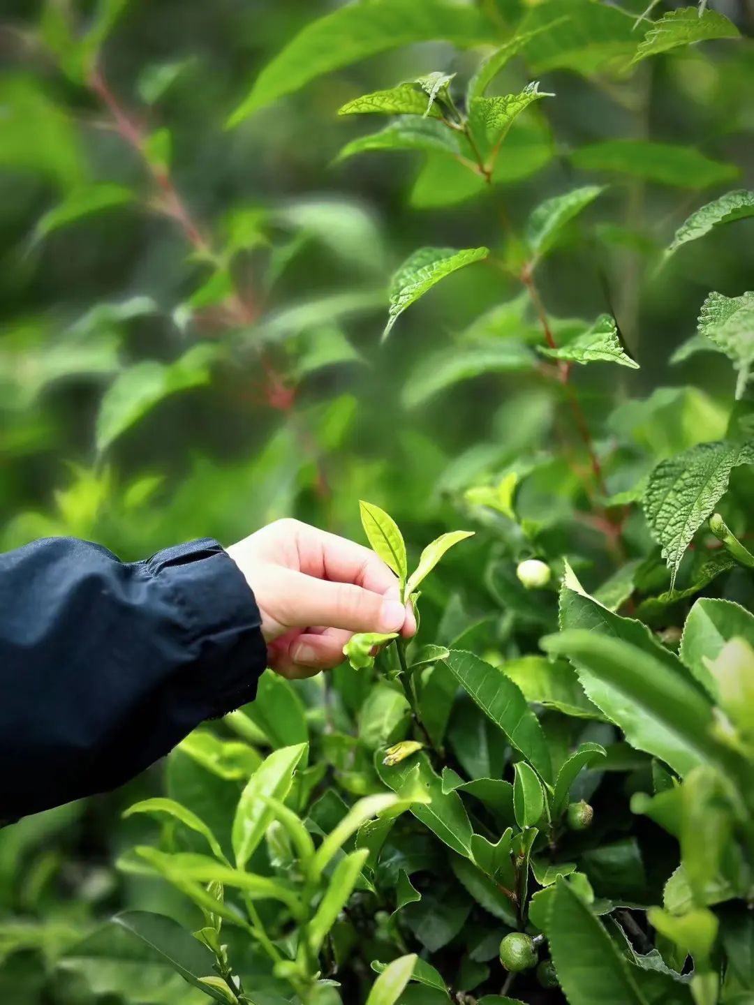 「莫催茶室」的明前绿茶 和 滇红茶