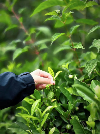 「莫催茶室」的明前绿茶 和 滇红茶